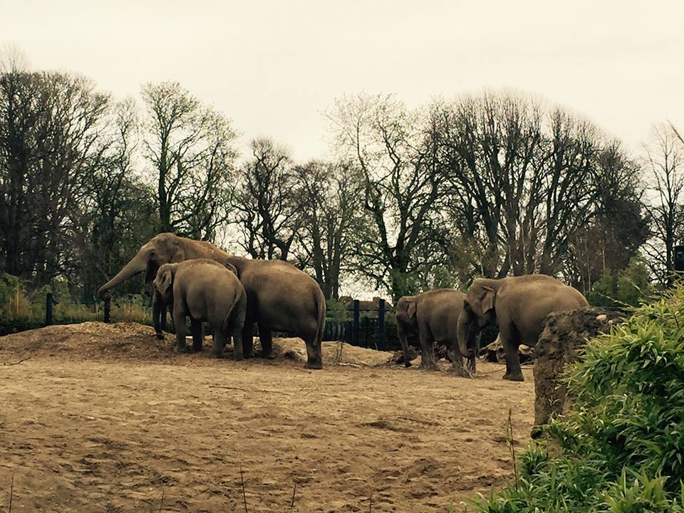 12985419_10209377291610866_706997390178377815_n