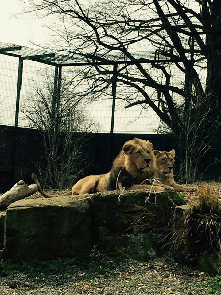 12985499_10209377286930749_7363499114169840912_n