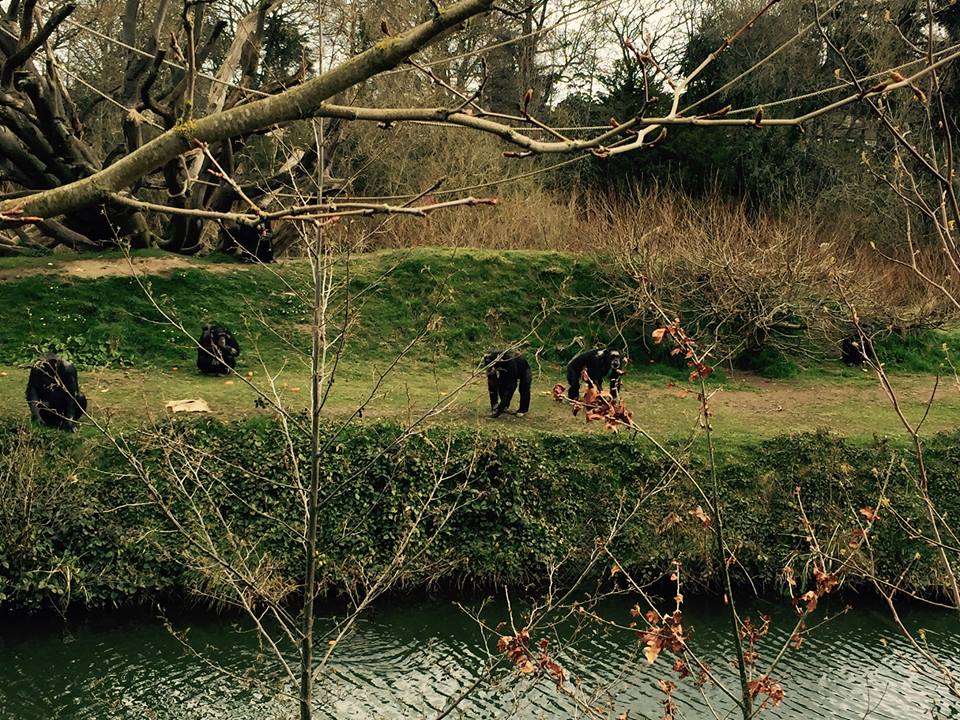 12985504_10209377316971500_1106329088140942669_n