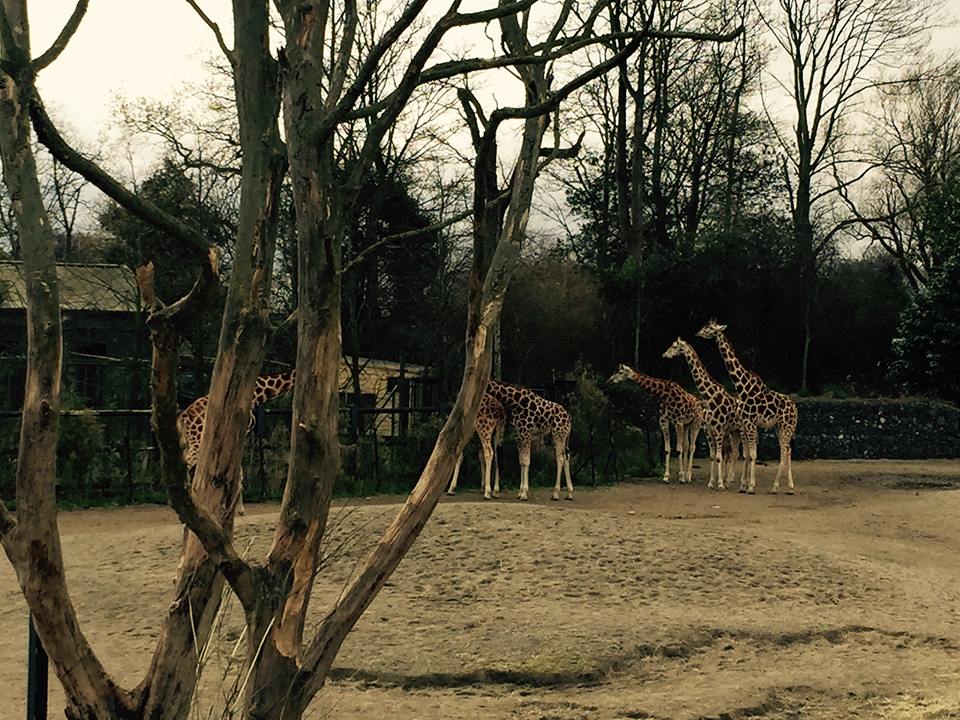 12985616_10209377318731544_5105671302568142139_n