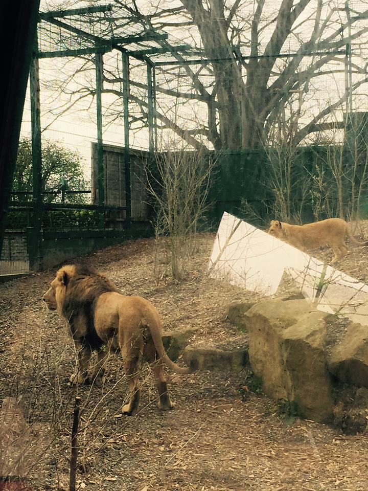 12987005_10209377287130754_341983620089341648_n