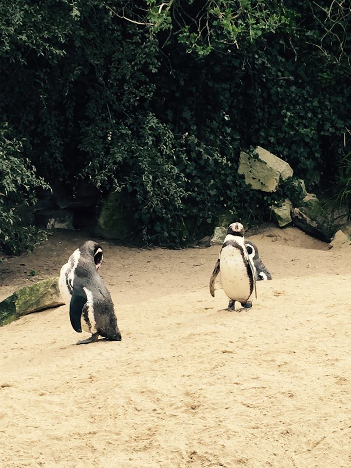 12987005_10209377308451287_3949004475925941810_n