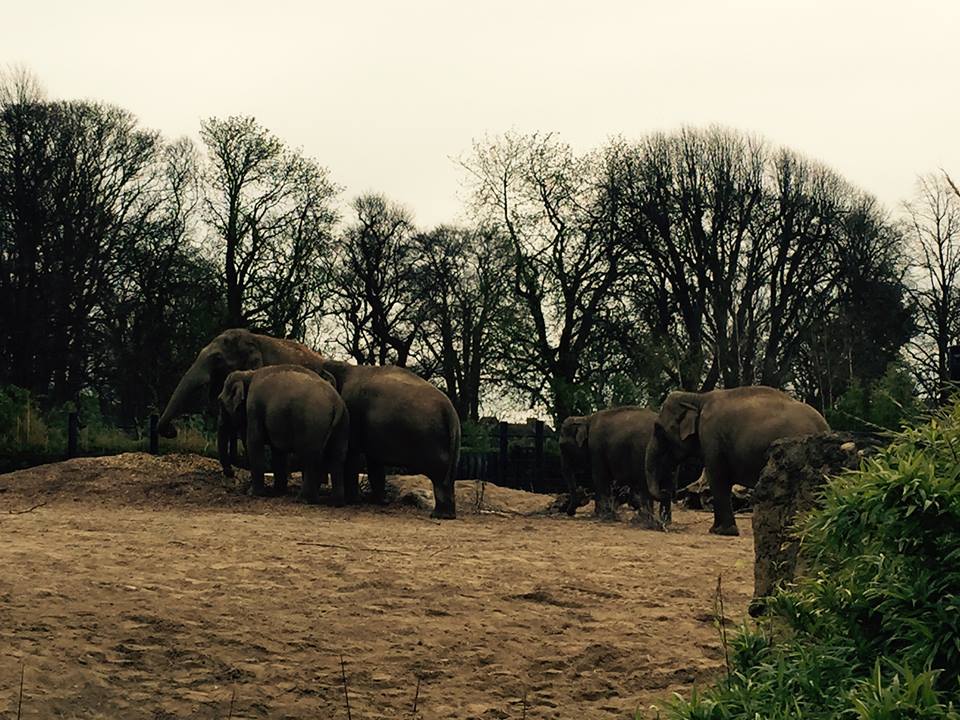 12990951_10209377291490863_5544662477371296920_n