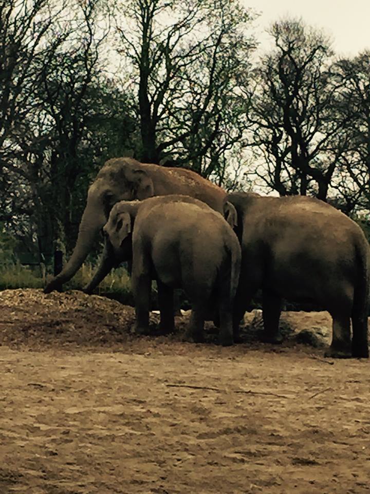 12991122_10209377291570865_8875720544932347262_n