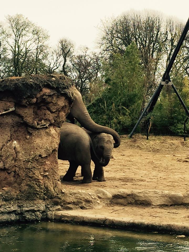 12994395_10209377312331384_4460685631427460851_n