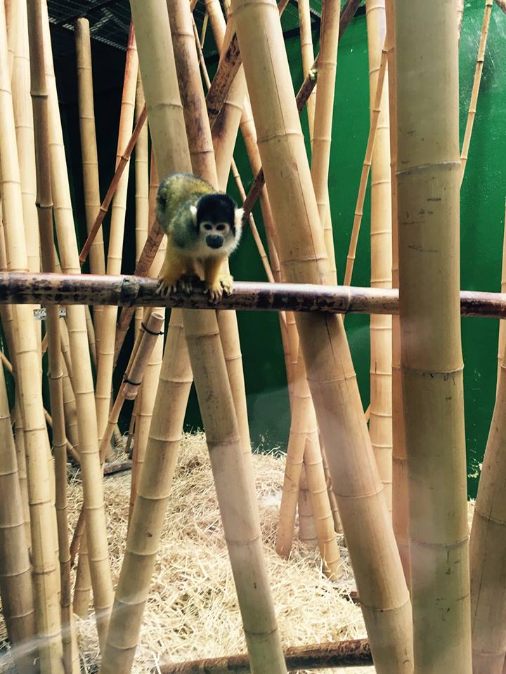 12994503_10209377291530864_5152285453976204131_n