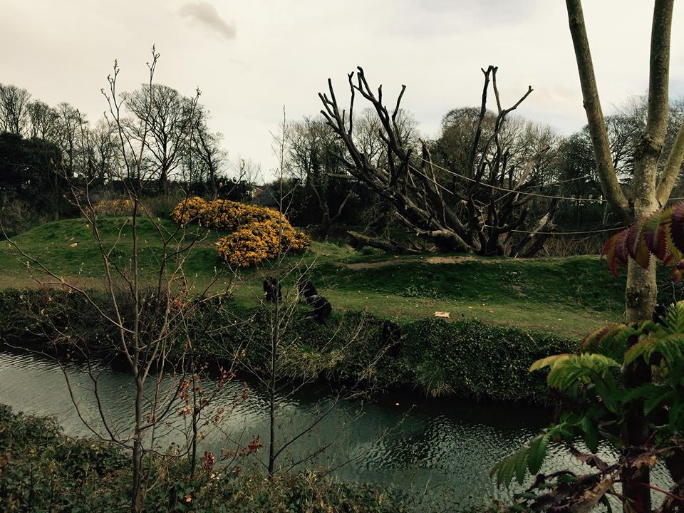 12994543_10209377314171430_3443869838198784198_n