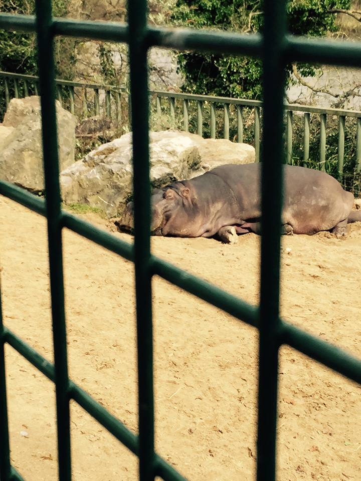 12998552_10209377317931524_4462365718855627845_n