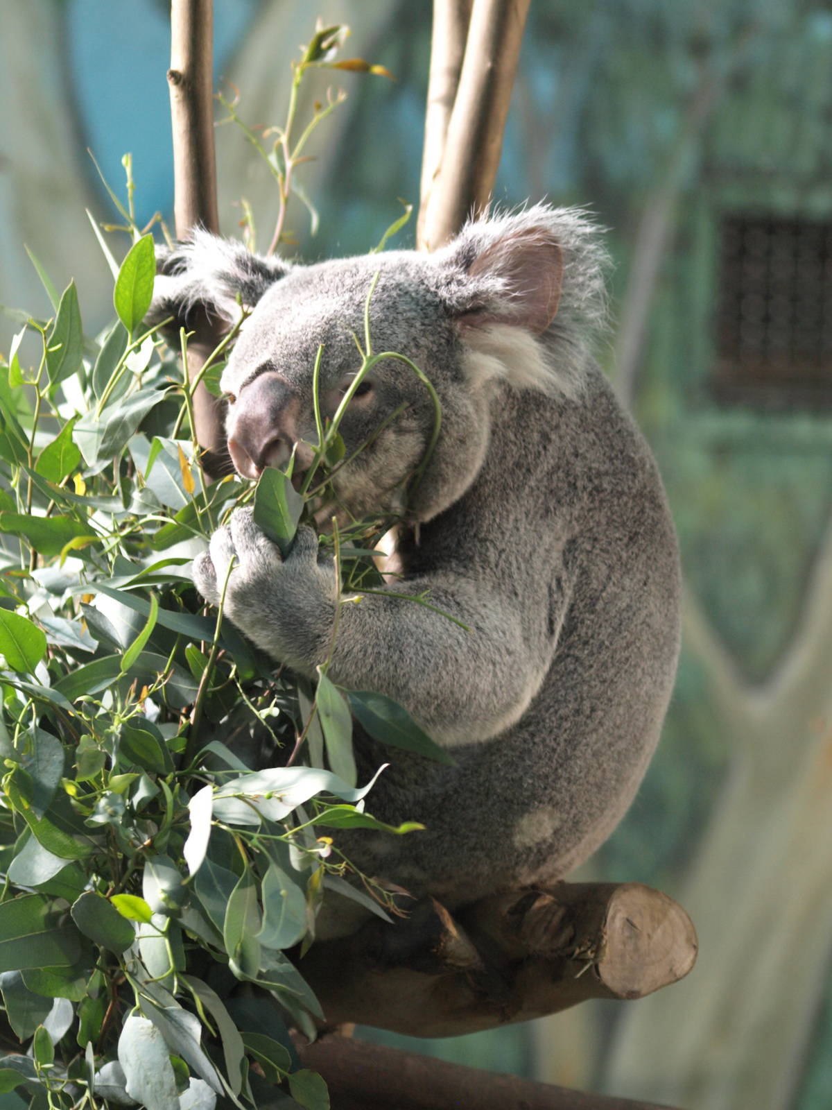 12th August 2010; koala eating leaves
