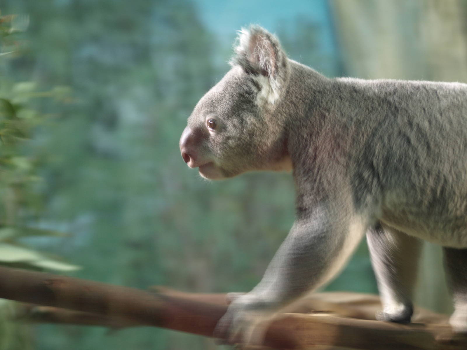 12th August 2010; koala moving