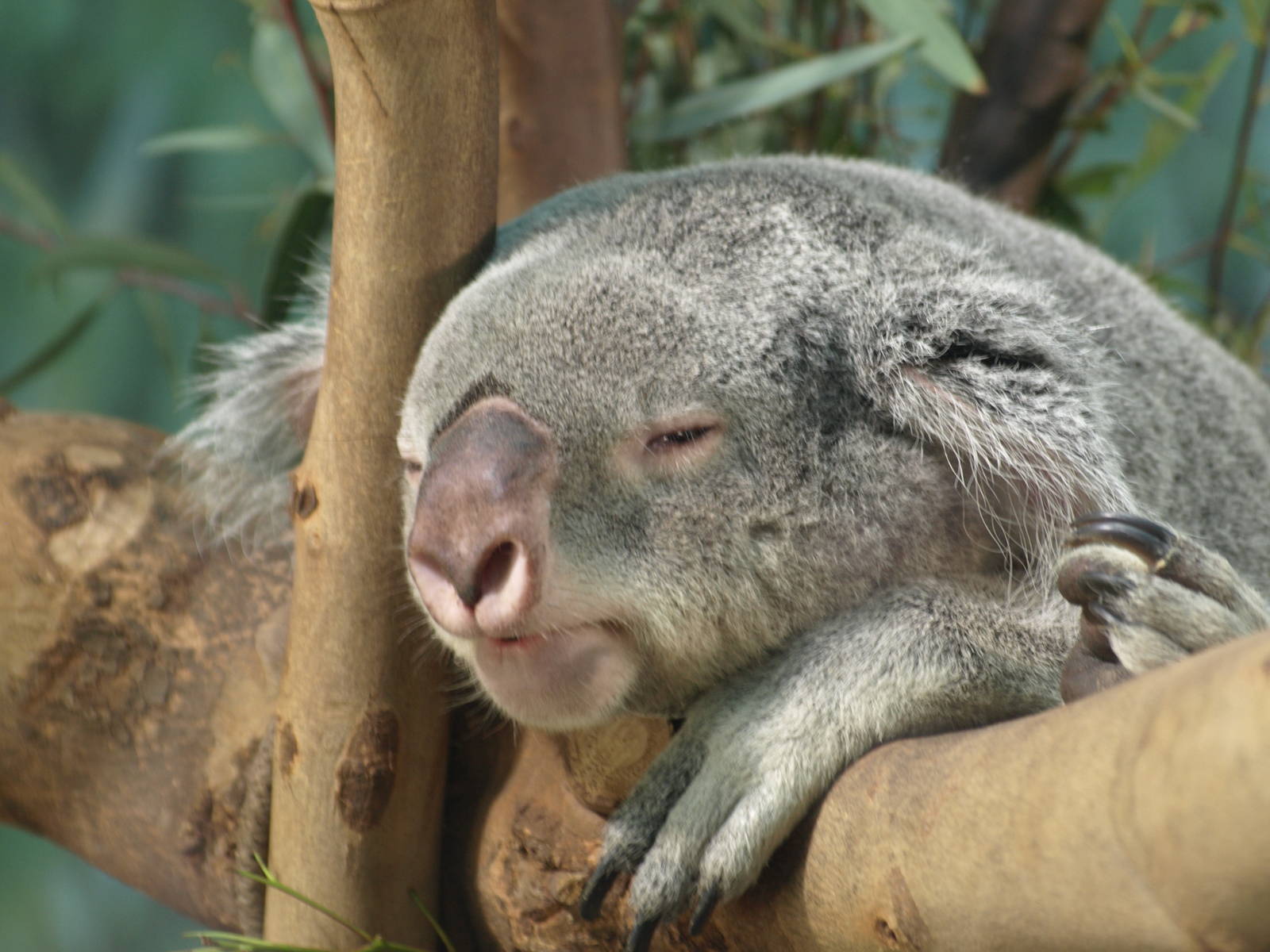 12th August 2010; koala sleeping