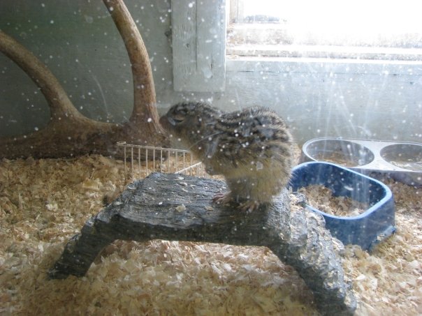 13 Lined Squirrel Exhibit - Guzoo May 2008
