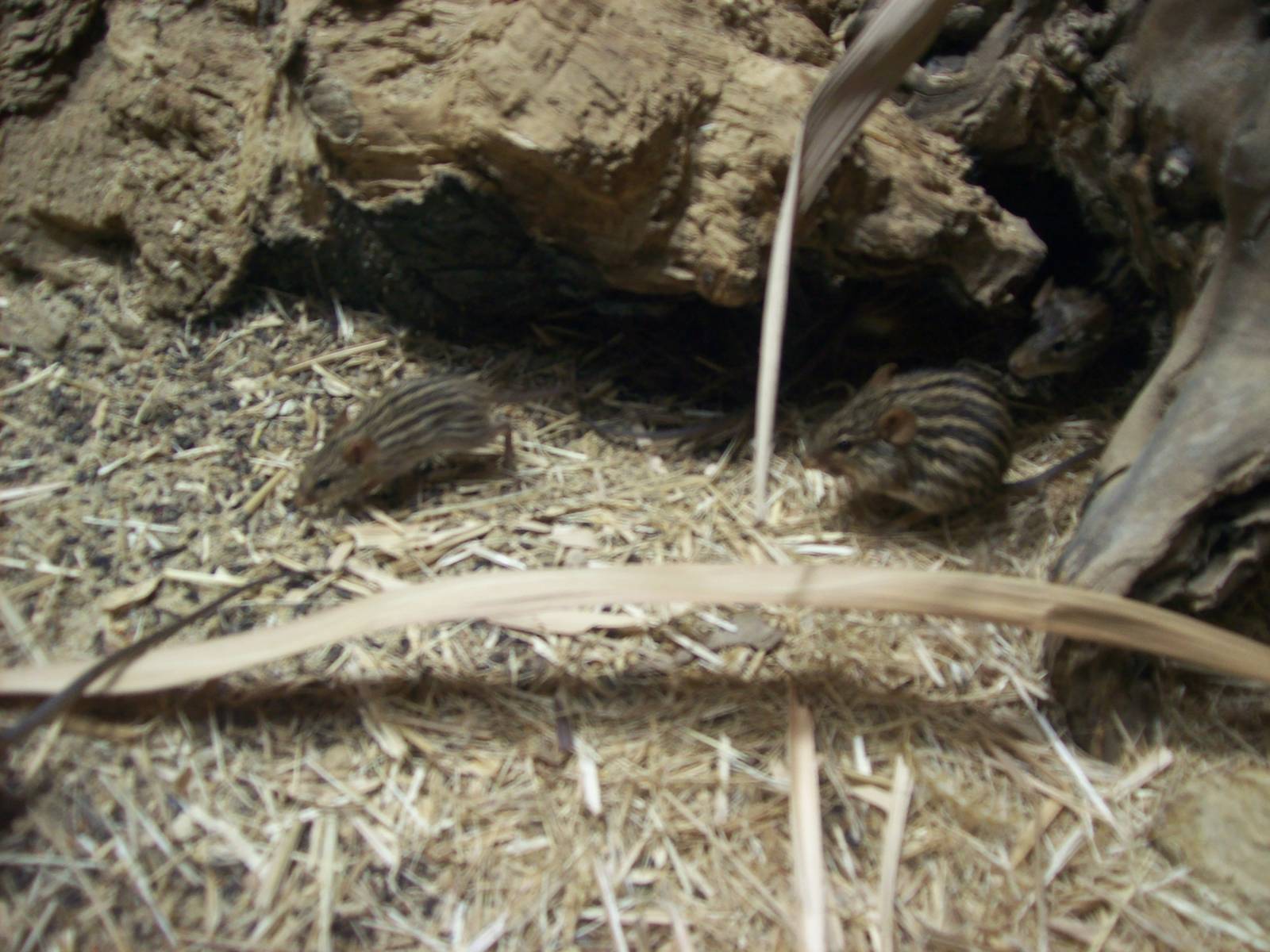 13-striped grass mice