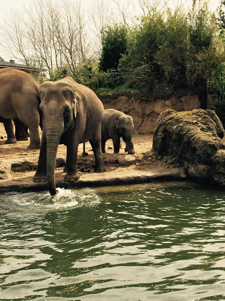 13000087_10209377264170180_5756804728518657104_n