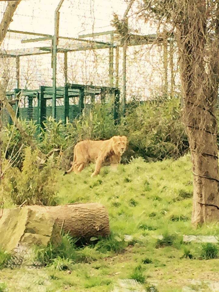 13000120_10209377287010751_1323816031304409991_n