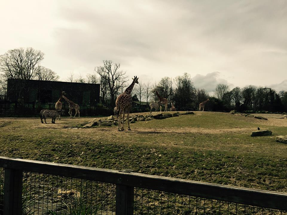 13001292_10209377265370210_7954169234731538273_n