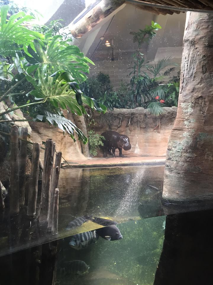 13614960_10210262270894795_6203387426084492668_n