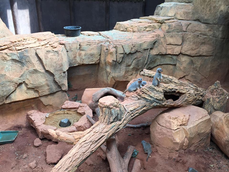 13619848_10210262271014798_337907925343418164_n