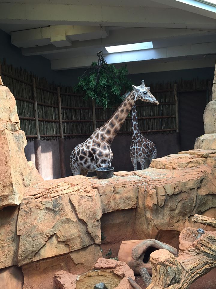 13619848_10210262271694815_1642520269915120542_n