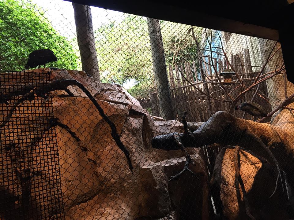 13626332_10210262270854794_5454636968760517716_n