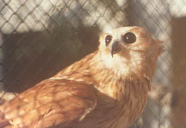 137-Scotopelia-ussheri01