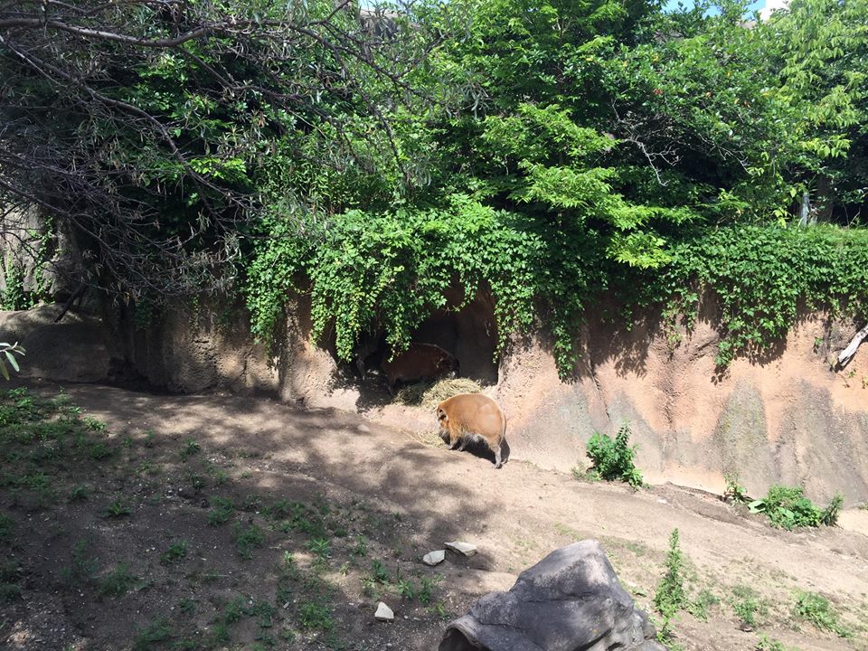 13776043_10210262268614738_7604723342958016459_n