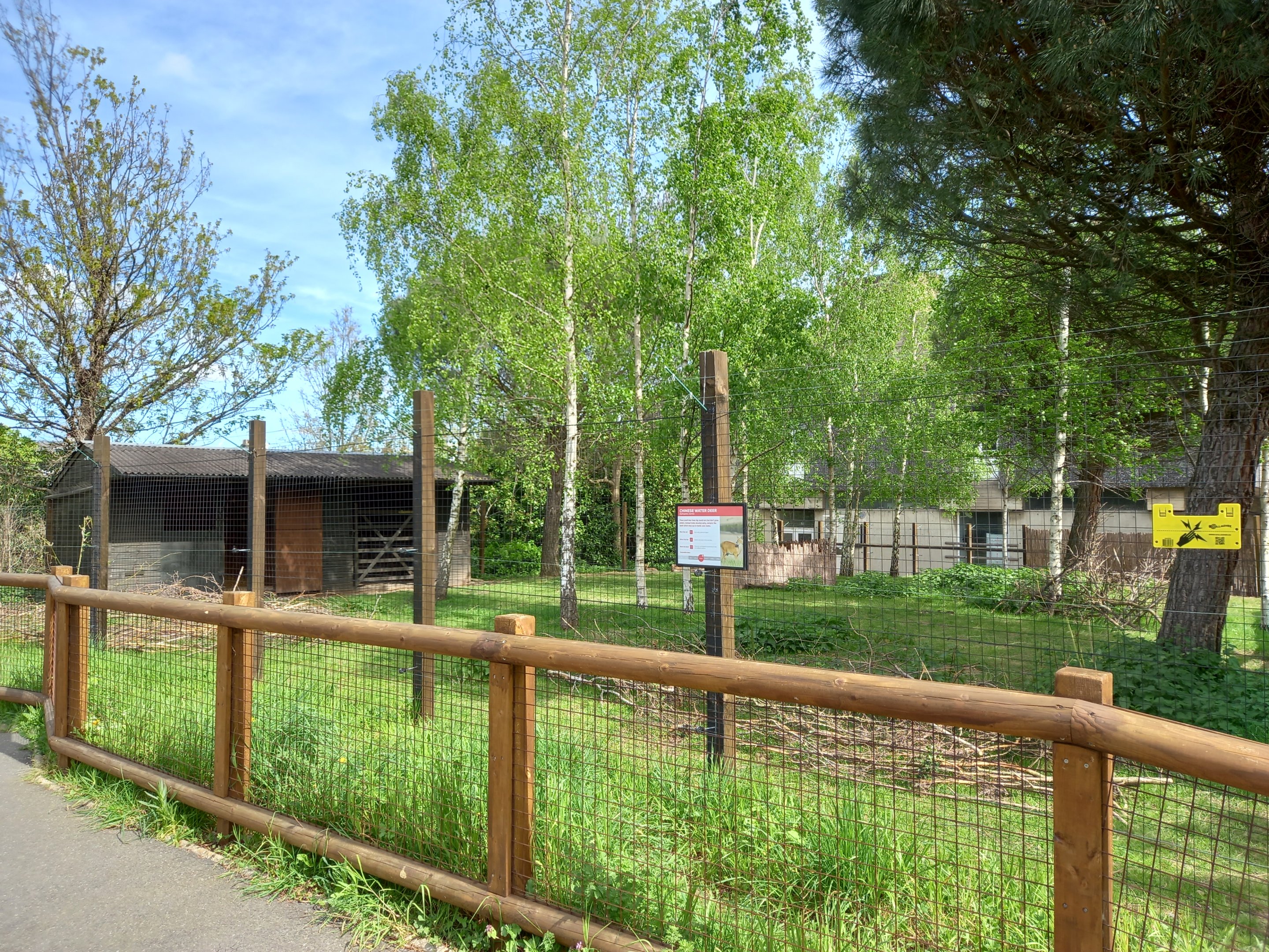 14/04/2024 - Chinese Water Deer paddock