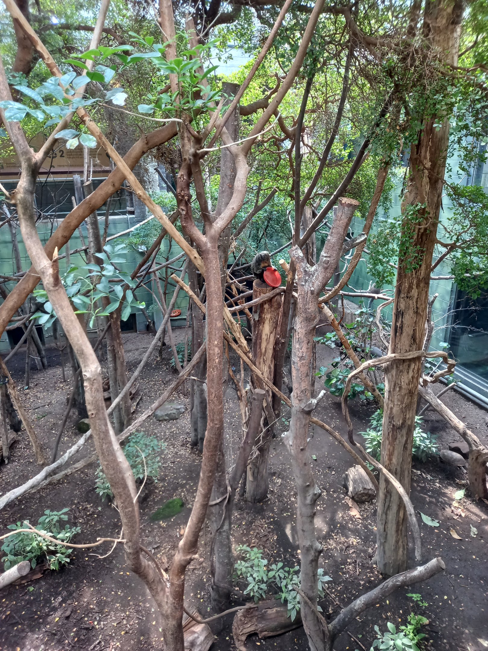 14/04/2024 - Clore Rainforest Lookout