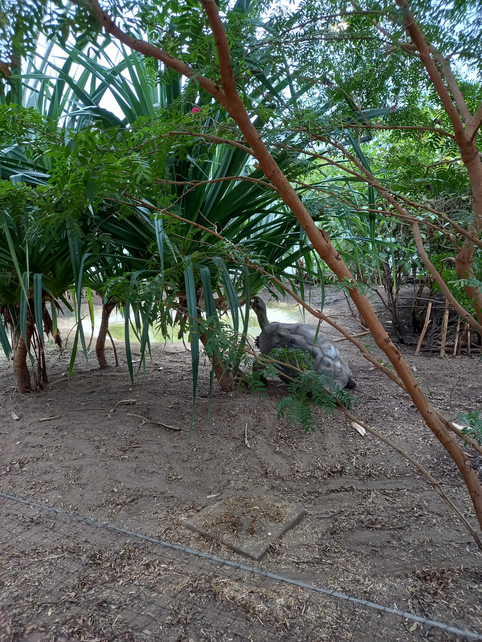 14/04/2024 - Galapagos Tortoise