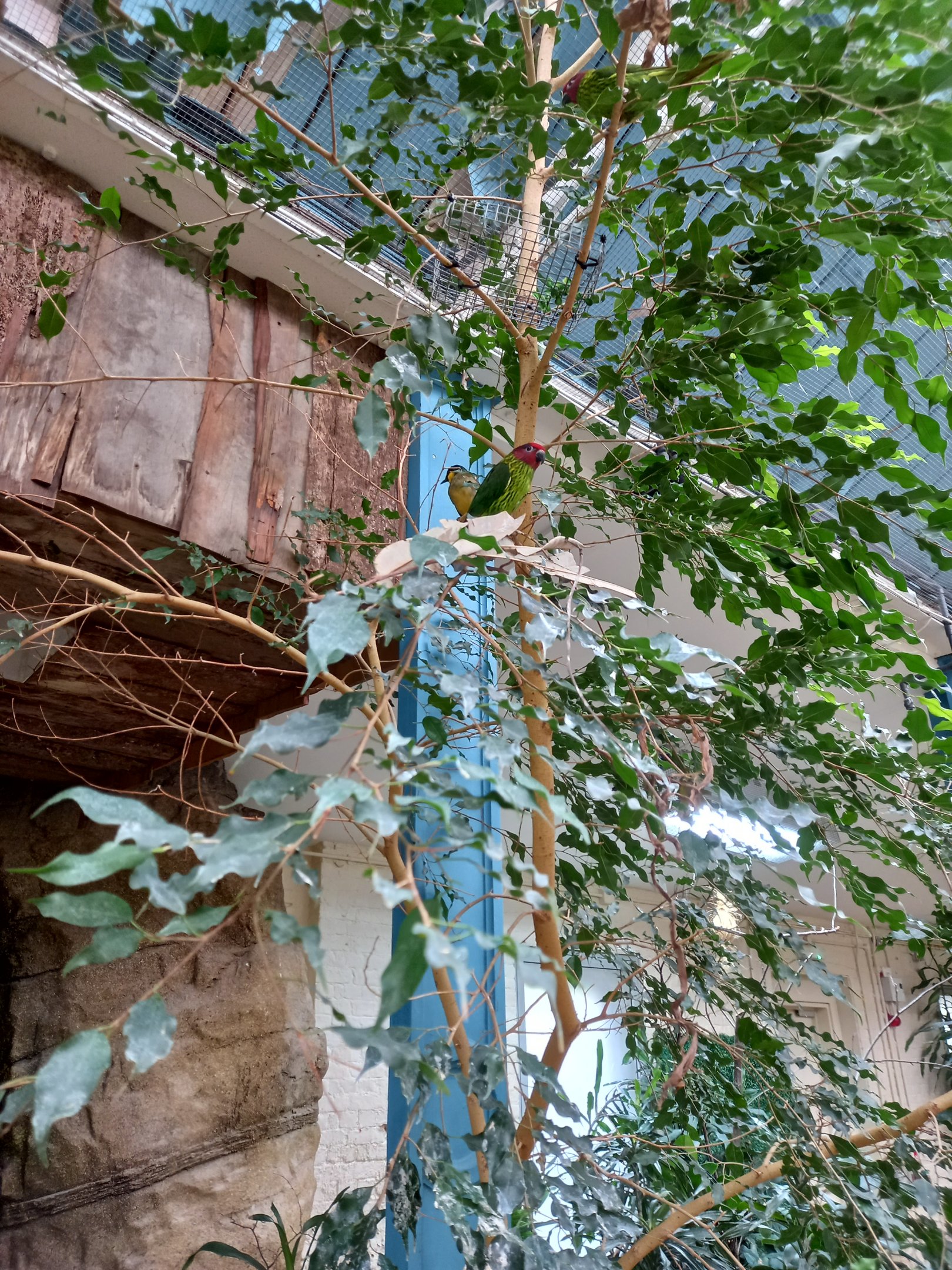 14/04/2024 - Goldie's Lorikeet