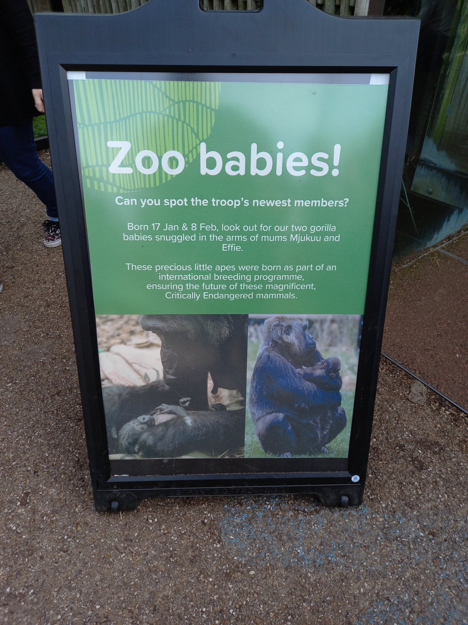 14/04/2024 - Gorilla Kingdom new births signage