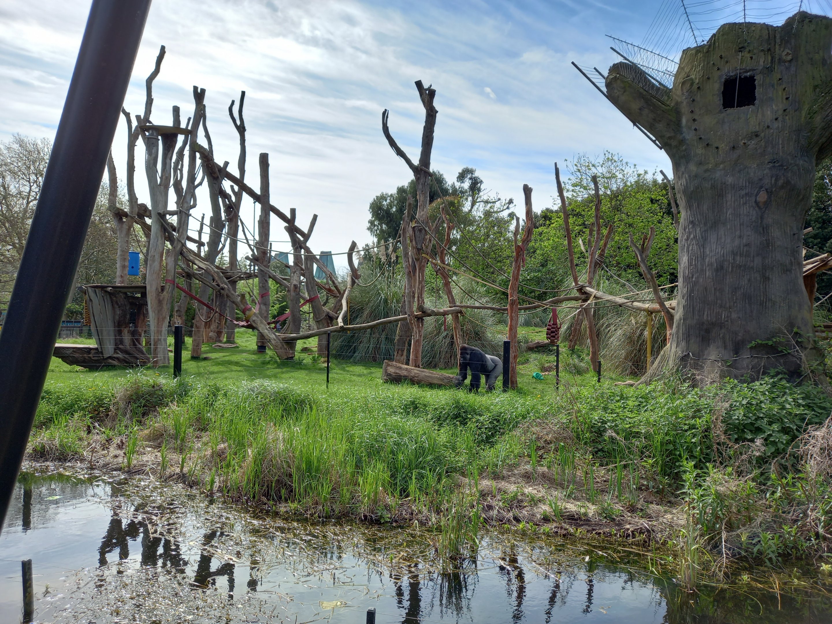 14/04/2024 - Gorilla Kingdom