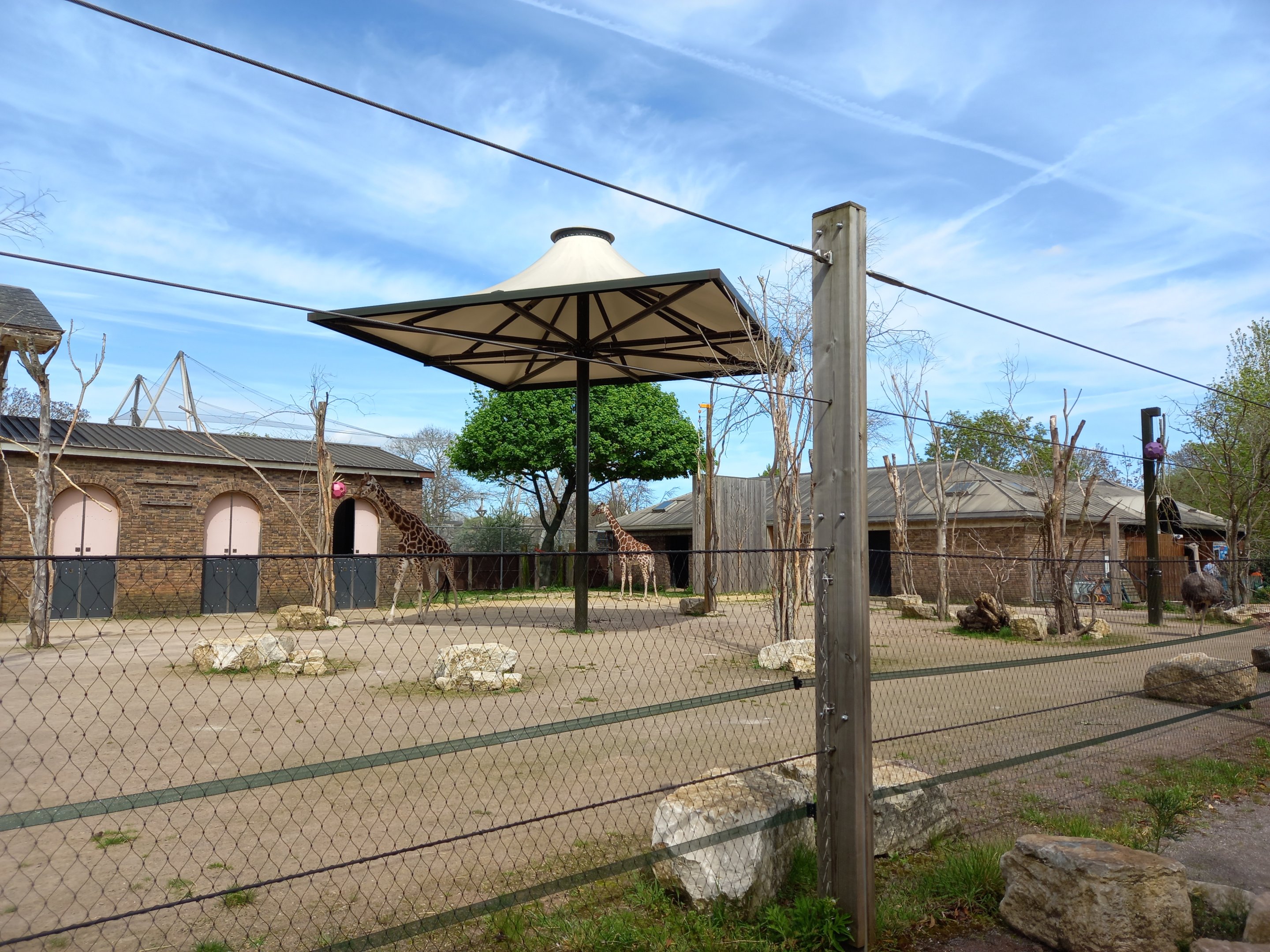 14/04/2024 - Into Africa giraffe paddock