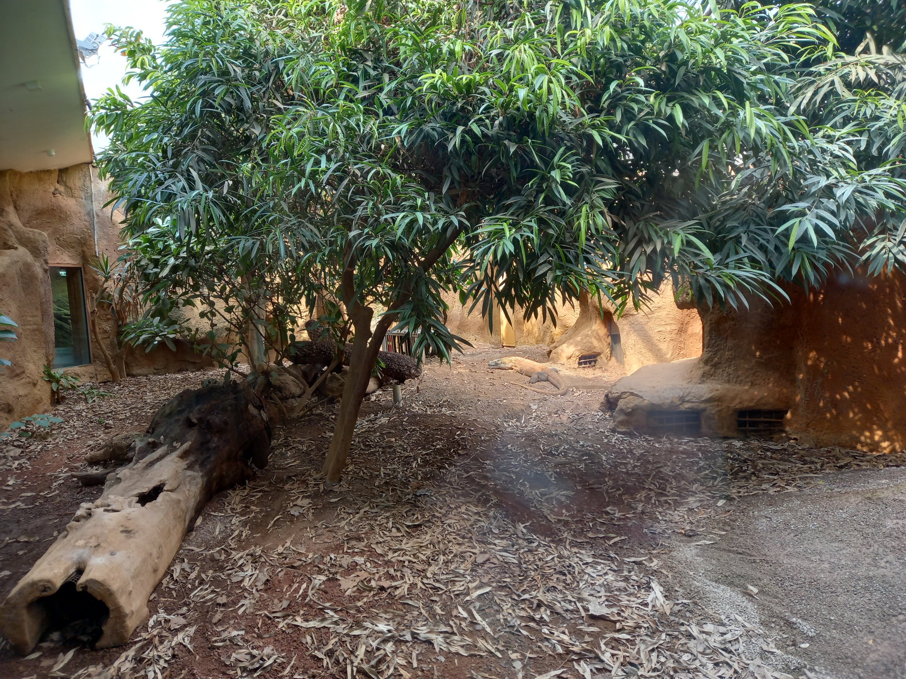 14/04/2024 - Komodo Dragon female Khaleesi