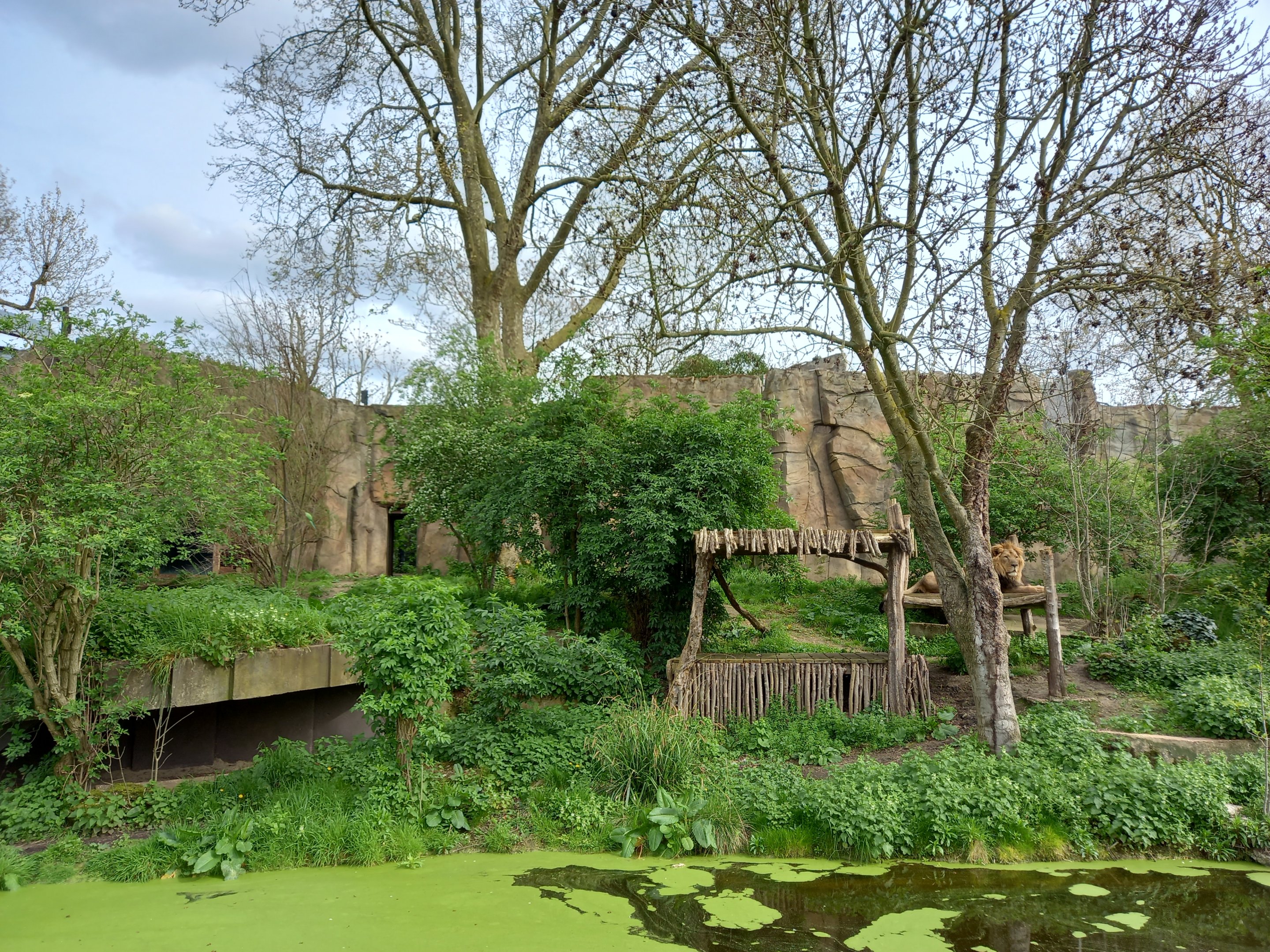 14/04/2024 - Land of the Lions