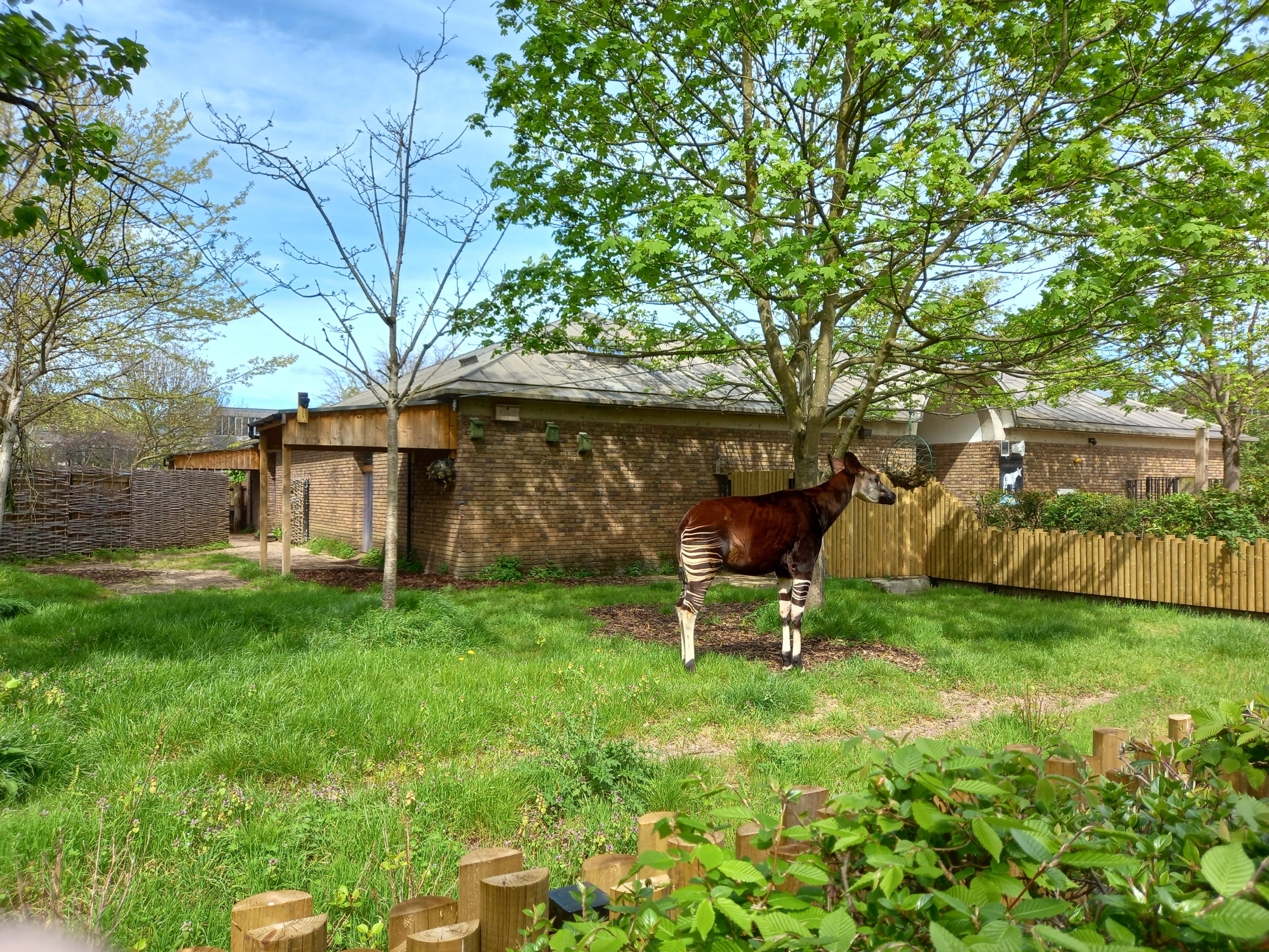 14/04/2024 - Okapi female Oni