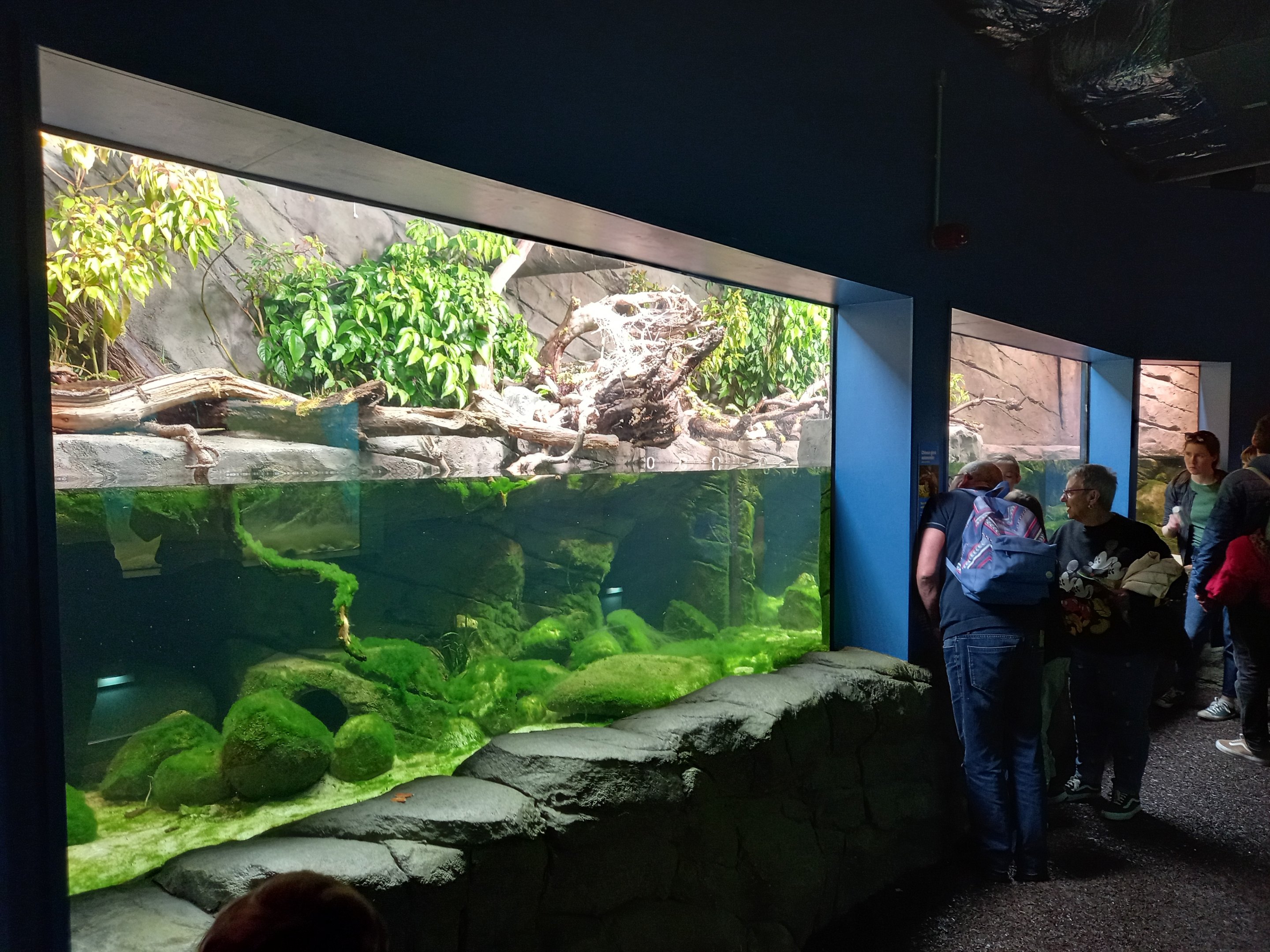 14/04/2024 - Reptile and Amphibian House, Chinese Giant Salamander tank