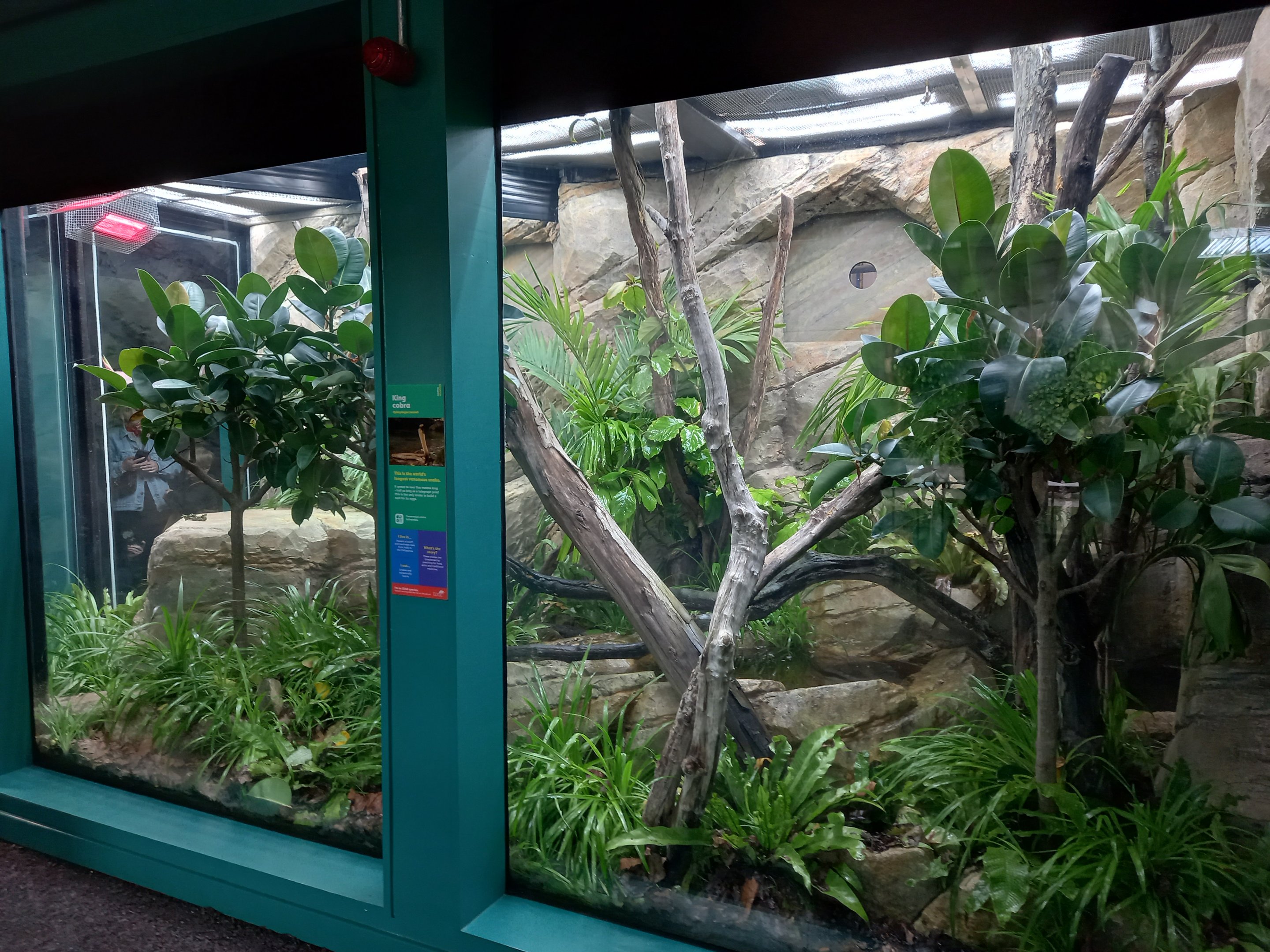 14/04/2024 - Reptile and Amphibian House, King Cobra exhibit