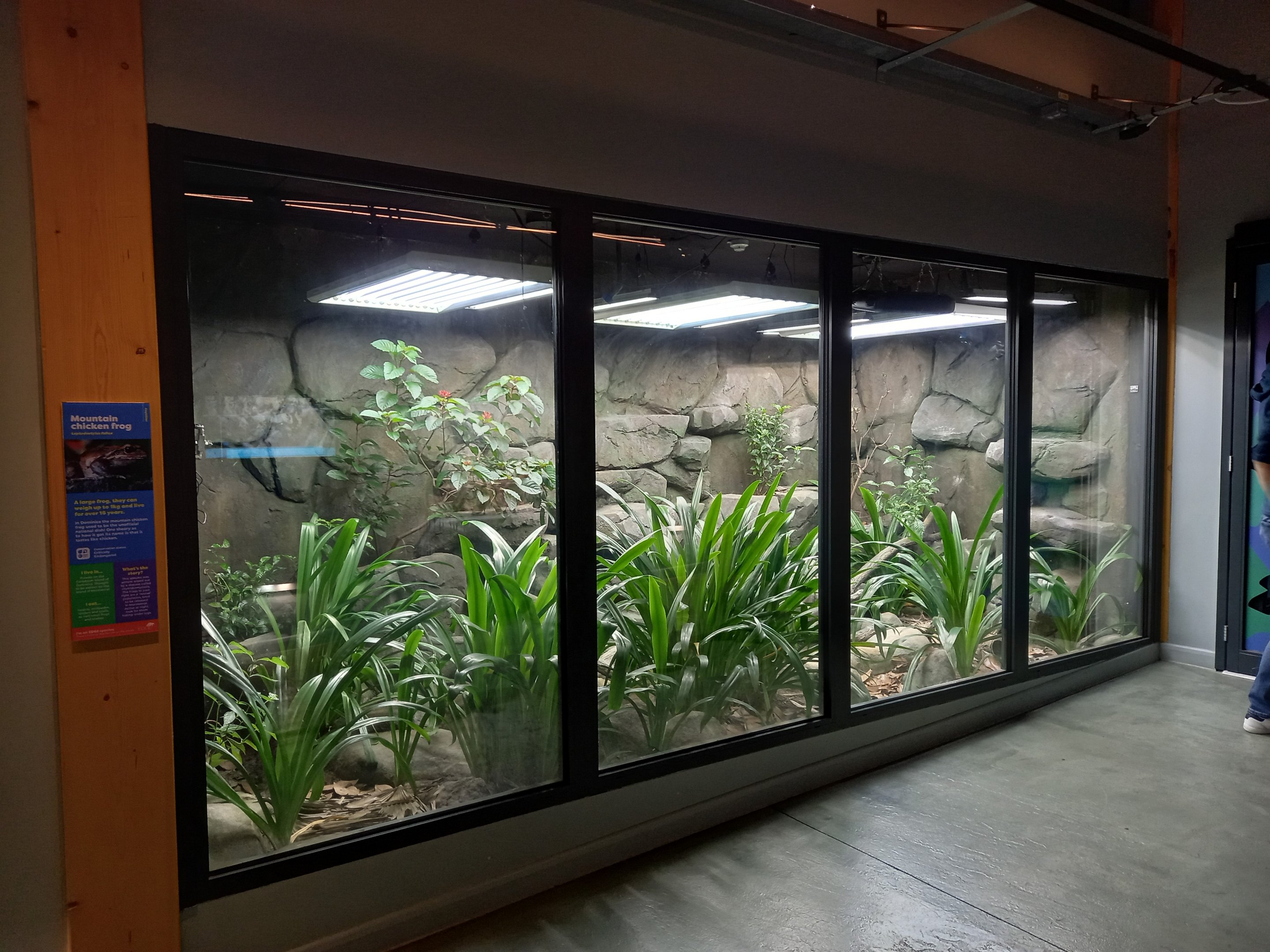 14/04/2024 - Reptile and Amphibian House, Mountain Chicken exhibit