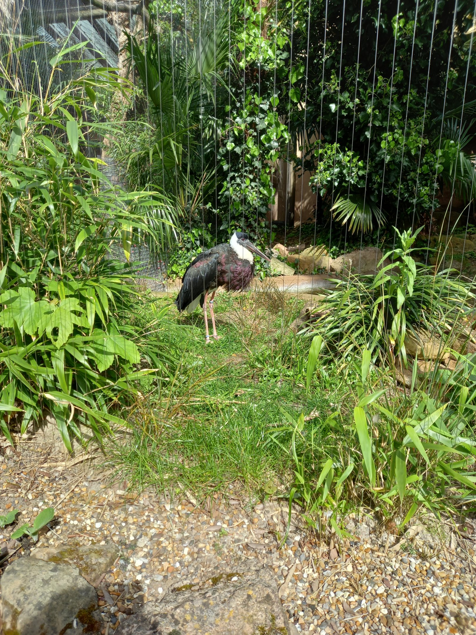 14/04/2024 - Woolly-Necked Stork