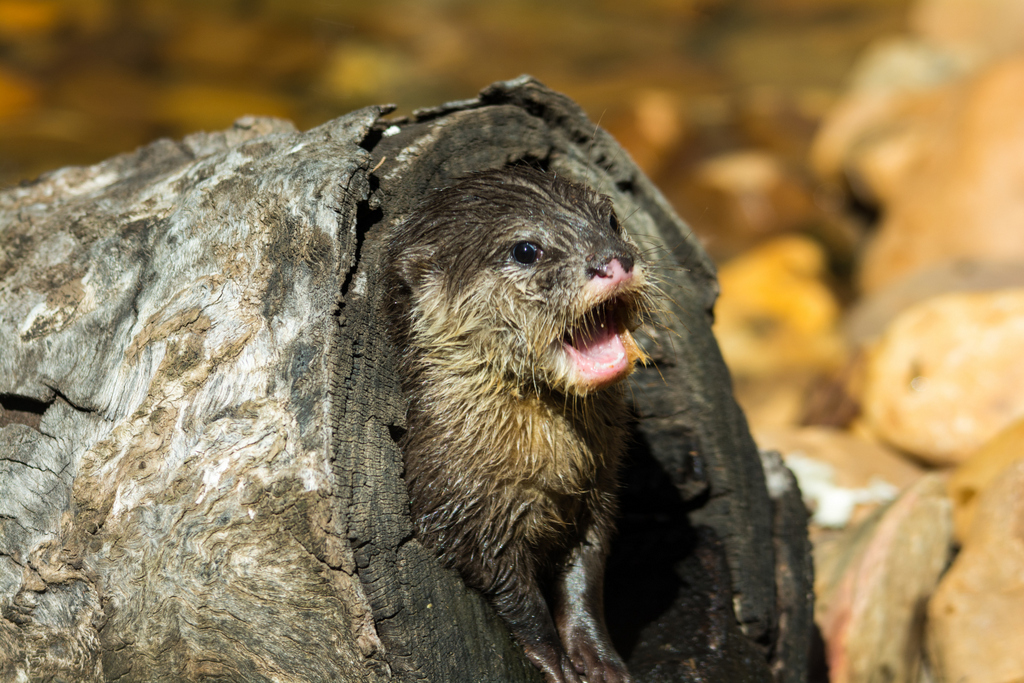 14-Asian_Small_Clawed_Otter_TWPZ_-_20140417-3