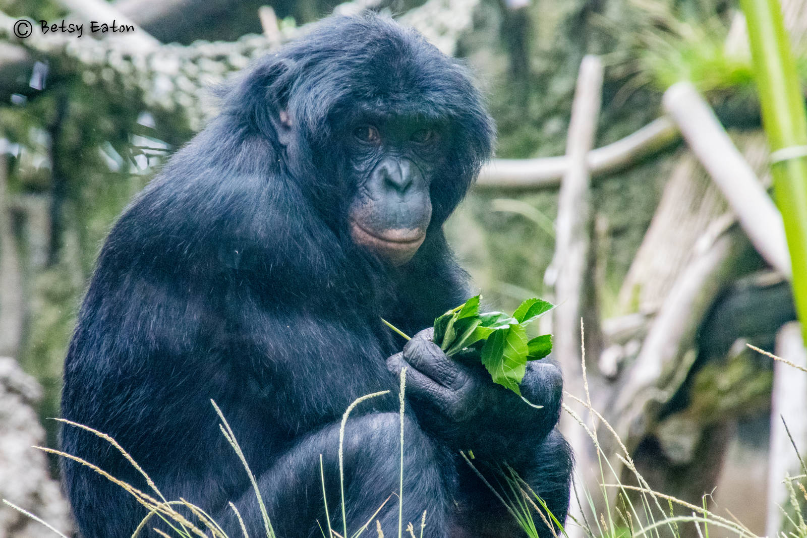 14 year old male Vic, bonobo transferred from Cincinnati