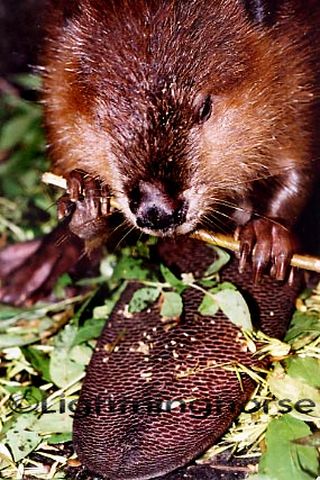 14768196 Beaver