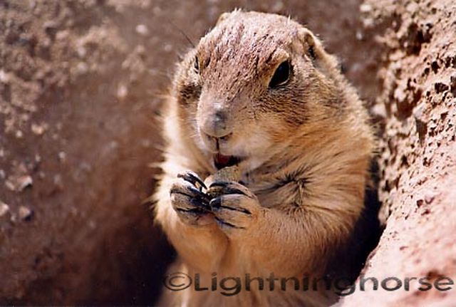 14768214 Prairie Dog