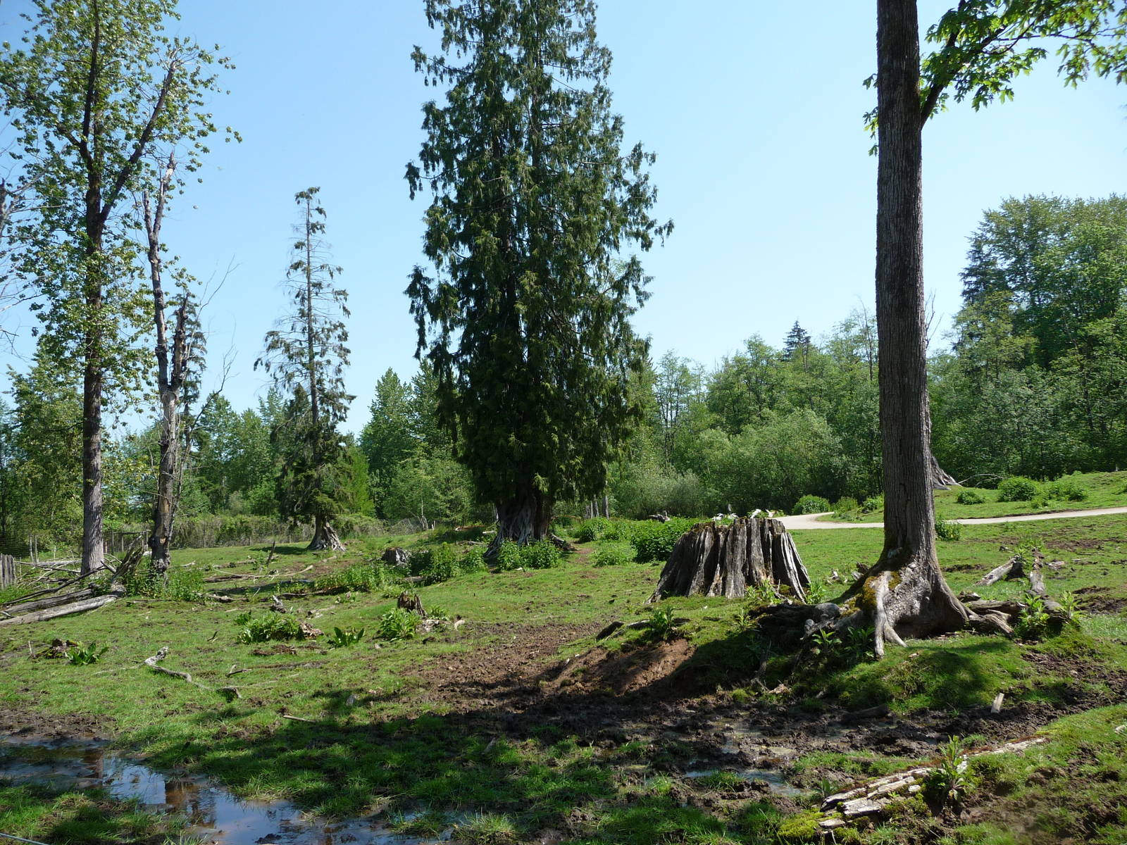 15 Acre Bison/Elk/Black-Tailed Deer Enclosure