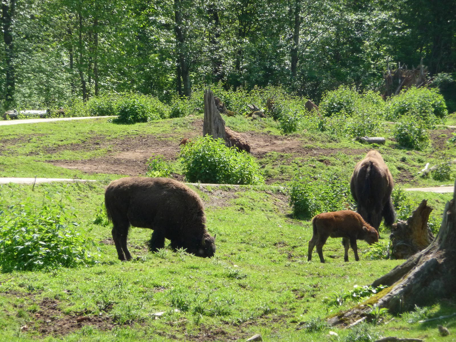 15 Acre Bison/Elk/Black-Tailed Deer Enclosure