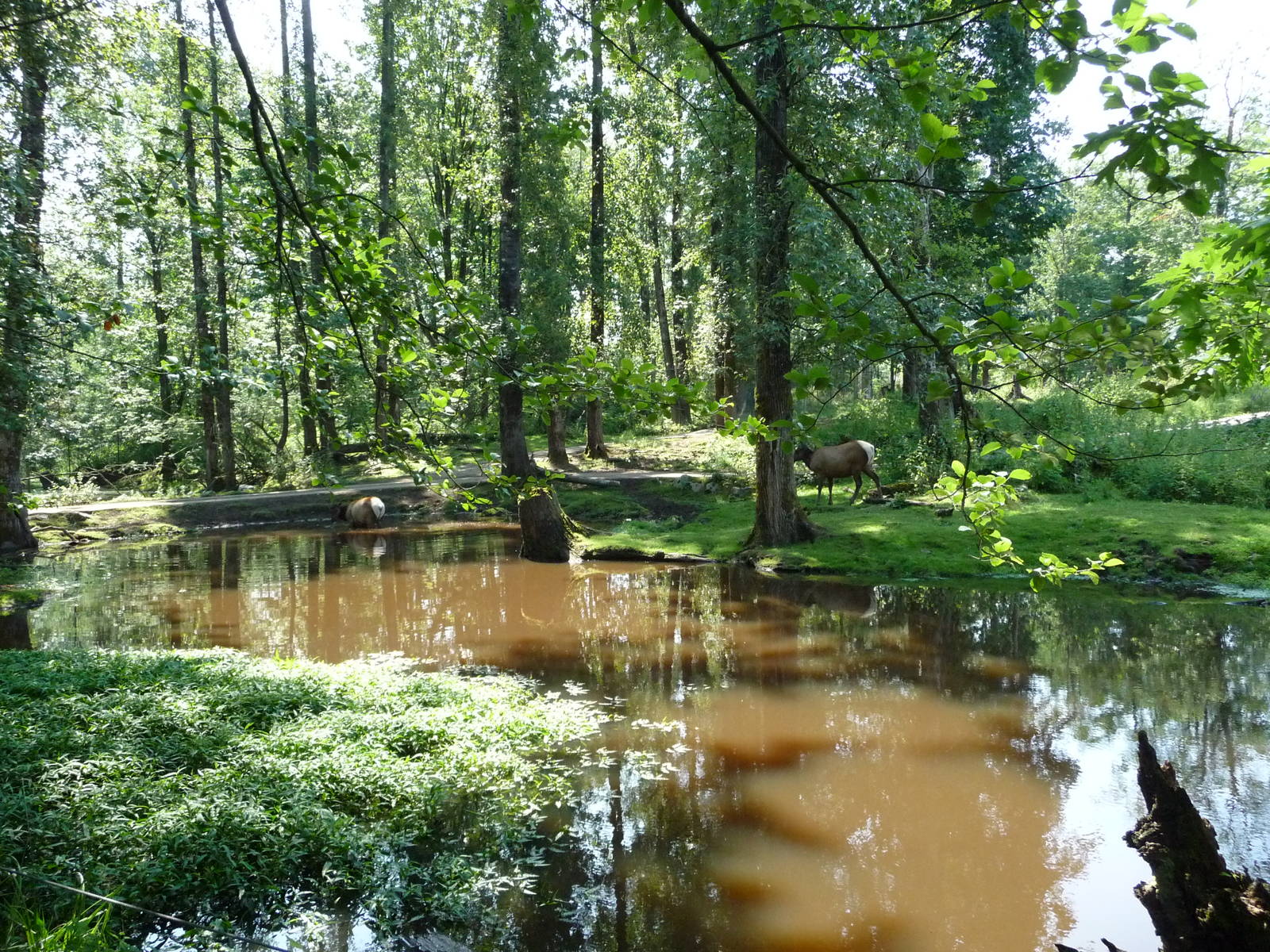 15 Acre Bison/Elk/Deer Enclosure