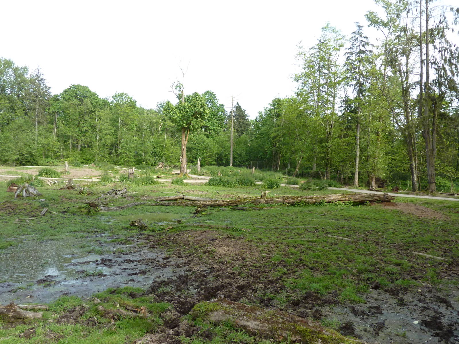 15-Acre Bison/Roosevelt Elk Enclosure