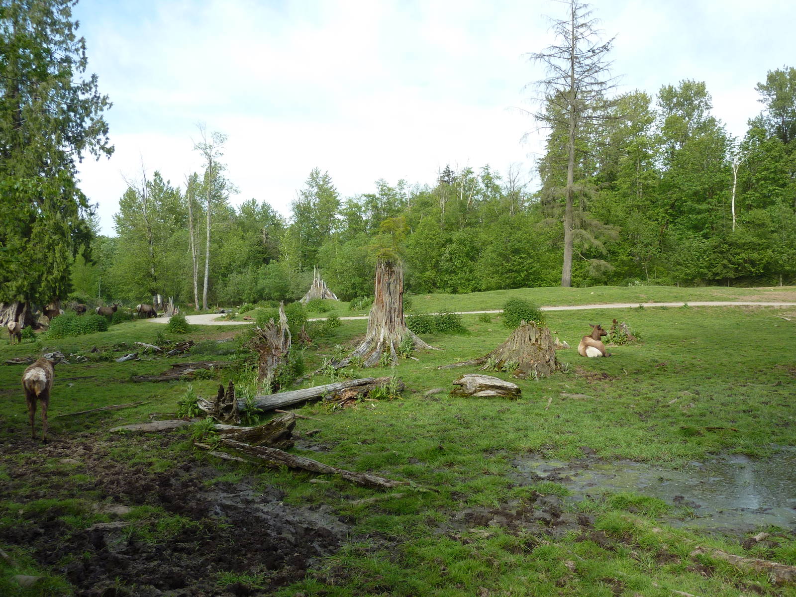 15-Acre Bison/Roosevelt Elk Enclosure