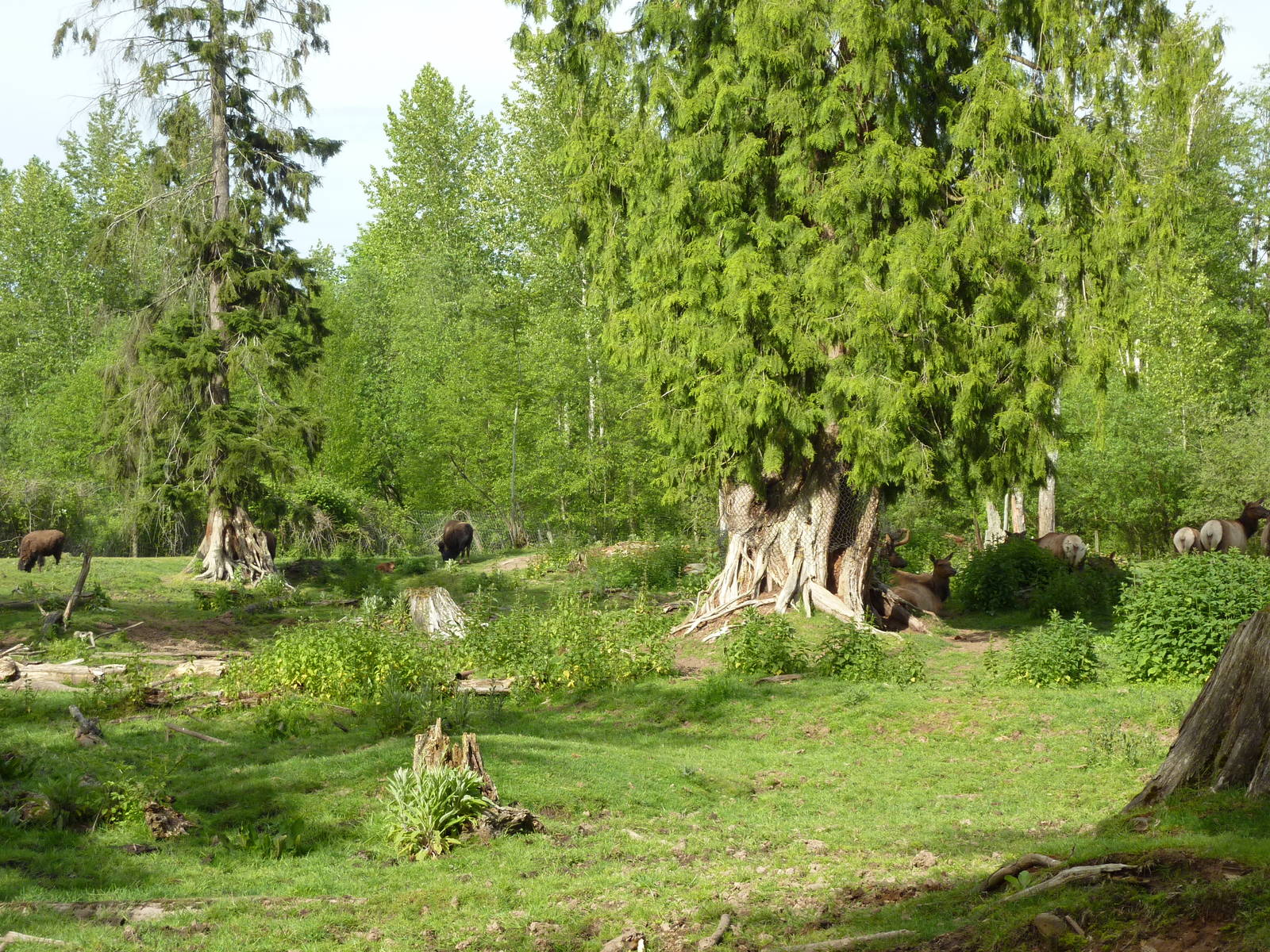 15-Acre Bison/Roosevelt Elk Enclosure